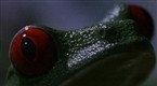 National Geographic Animals: Red-Eyed Tree Frog's Traveling Sex