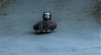 WarMojo: Gravity Sports: Street Luge