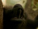 Wild Indonesia: Sulawesi Mystery