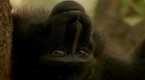 Wild: Wild Indonesia: Sulawesi Mystery (season 1, episode 2)