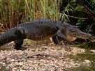 Predators in Paradise