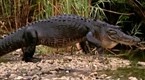 National Geographic Channel: Hunter and Hunted: Predators in Paradise