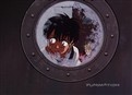 play video on Hulu