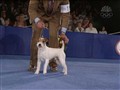 National Dog Show - 2008 Highlights: the Breeds