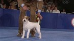 National Dog Show: 2008 Highlights: the Breeds