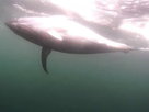 Wicked Tuna | Sustainability: Bluefin Bait