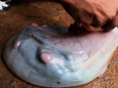 Goat Fetus for Dinner