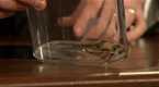 Late Night with Jimmy Fallon: Giant Cockroach On the Loose!