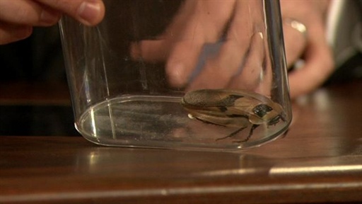 Giant Cockroach On the Loose!