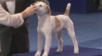 National Dog Show - The Terrier Group