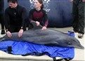 Stranded Dolphin Finds New Home