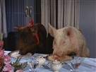 A Pig in a Poke