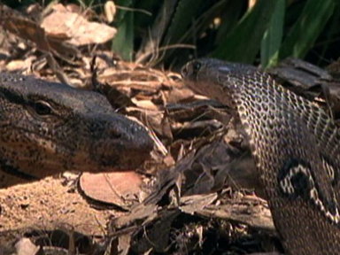 Cobra vs. Monitor Lizard