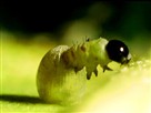 Great Migrations | Growing up Butterfly