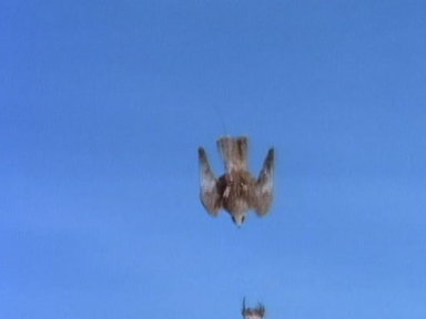 High-Velocity Falcon