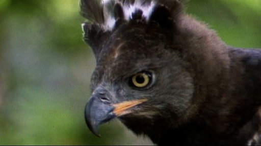 Eagle vs. Water Chevrotain Video