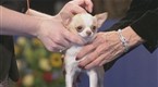 National Dog Show - The Toy Group