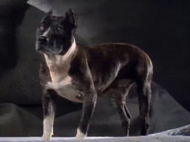 Pit Bull
