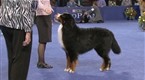 National Dog Show - The Working Group