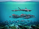 Journey to Shark Eden