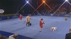 National Dog Show - Best in Show