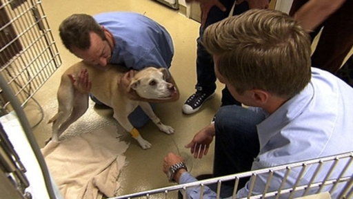 Casey at the Vet Video