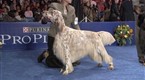 National Dog Show - Sporting Group