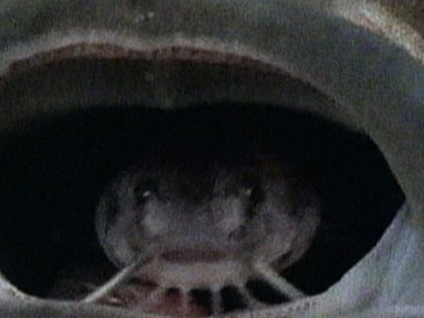 Killer Cuckoo Catfish Video
