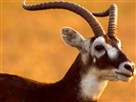 Great Migrations | Camera Crew in the Wild