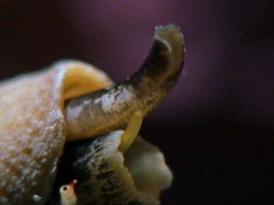 Killer Cone Snails Video