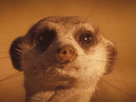 The Meerkats | The Meerkats