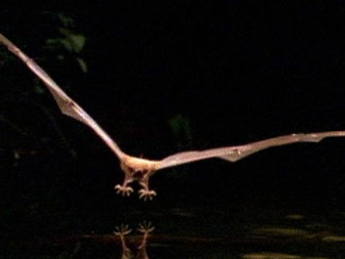 Fishing Bat vs. Catfish Video