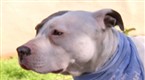 Dog Whisperer: Too Much Dog?