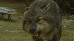 Movie Trailers: The Twilight Saga: New Moon - Jacob's Transformation