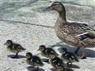 Wayward Ducklings Get Human Helping Hand