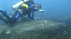 Hooked: Sand Tiger Shark Rescue