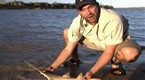 Hooked: Sawfish Pupping Ground