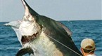 Hooked: Behemoth Black Marlin