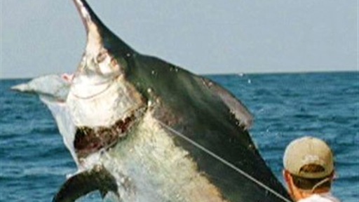 Behemoth Black Marlin