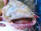 Oklahoma Catfish Noodlers