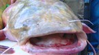 Hooked: Oklahoma Catfish Noodlers