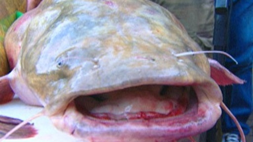 Oklahoma Catfish Noodlers