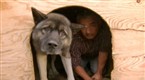 Dog Whisperer: Run Home Roscoe! (season 5, episode 17)