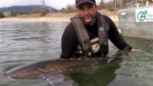 Sturgeon Surgery