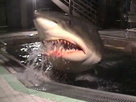 Marine Machines | Season 1 Episode 3 | Hollywood Underwater