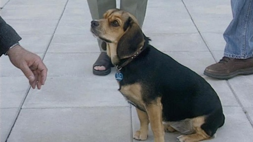 Submissive Dog and Territorial Barker