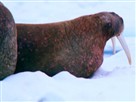Great Migrations | Cameras Stuck in the Ice