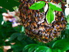 Collecting a Wild Honeybee Swarm