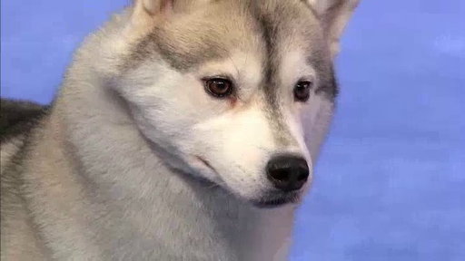 The 2011 National Dog Show