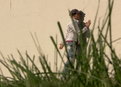 play video on Hulu